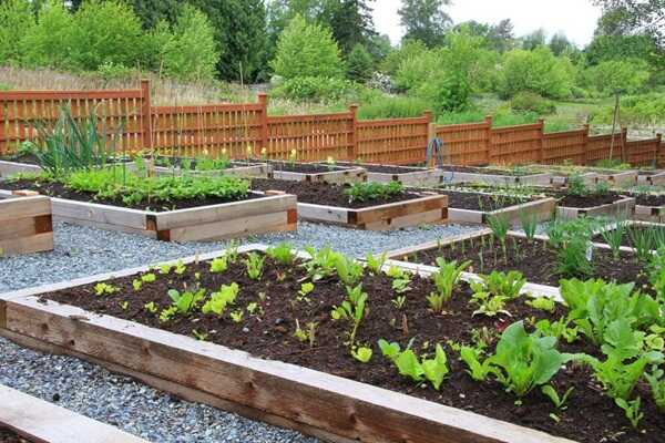 Edible Landscaping