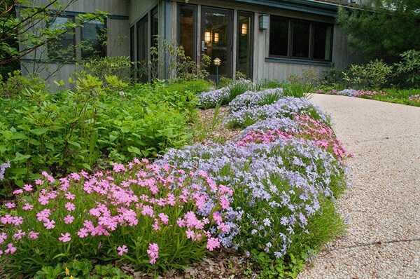 Native Plants and 'Nativars'