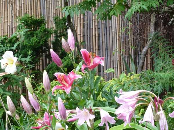 Perfection comes from a small garden